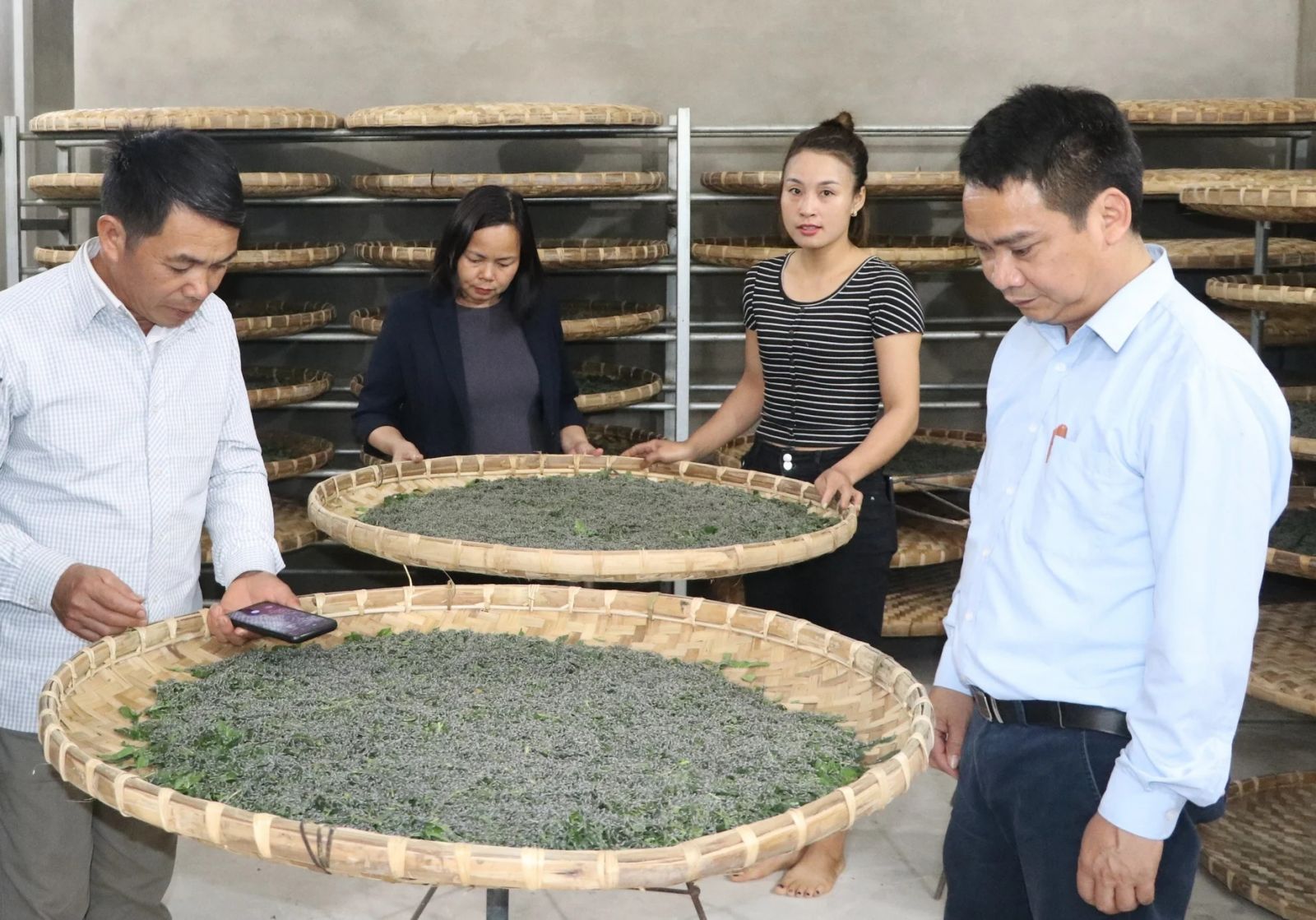 Giống tằm Lưỡng Quảng nhập khẩu từ Trung Quốc